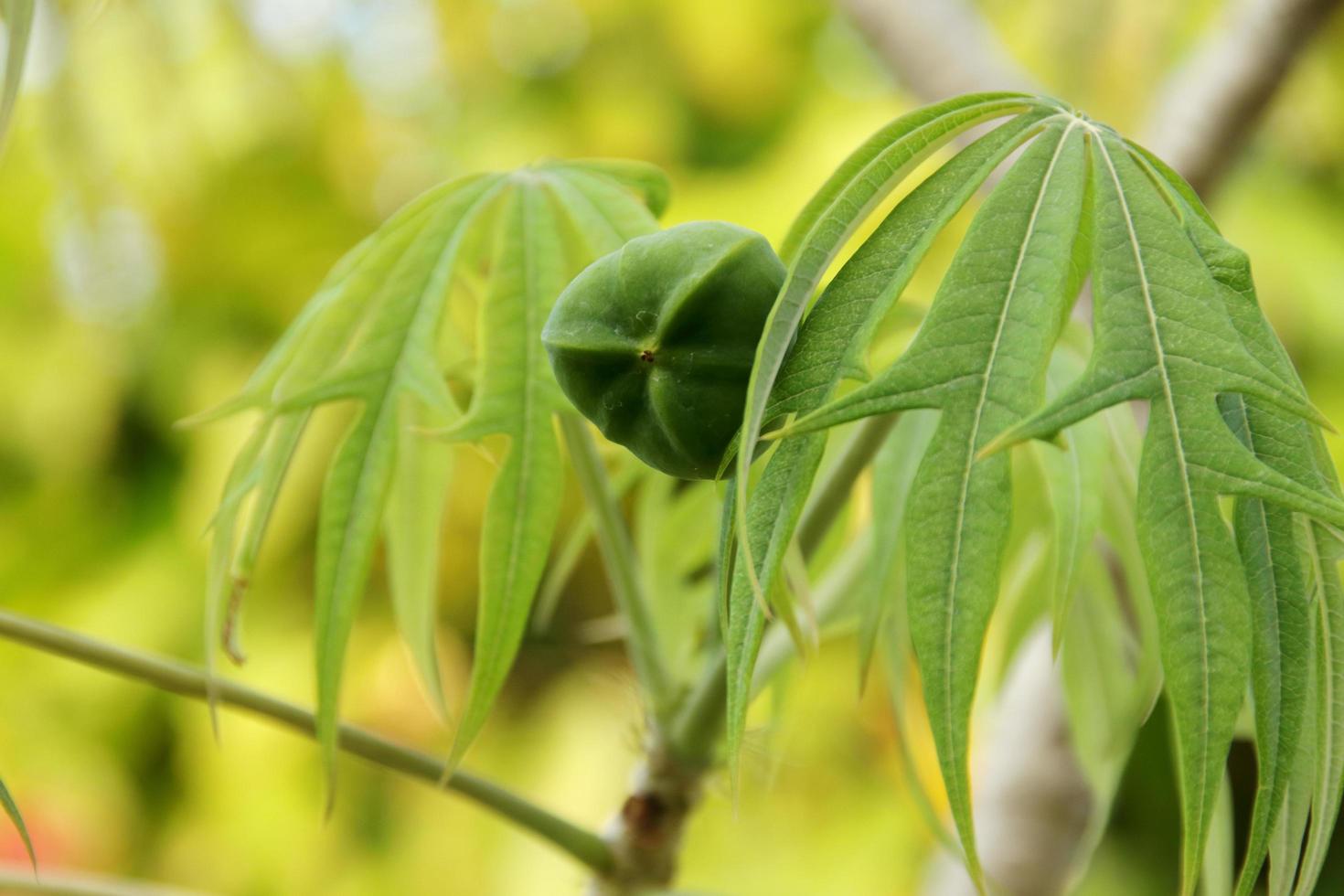 fruto de Jatropha multifida fruta no galho e borrão folhas verdes claras. outro nome é arbusto de coral, planta de coral, pinhão-manso e ruibarbo da guatemala. foto