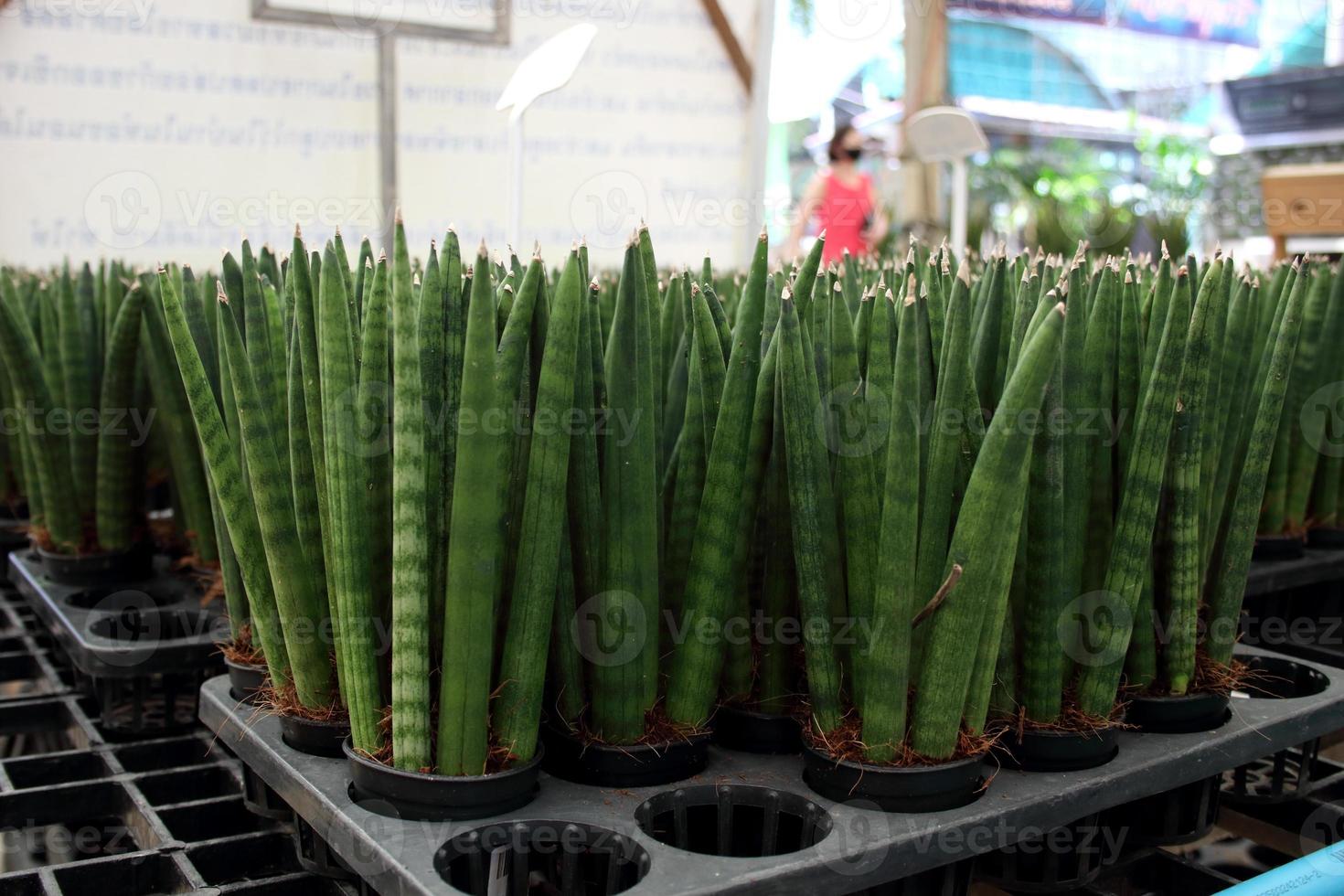 linha de dracaena stickyi ou sansevieria stickyi em vasos na placa de berçário preto. foto