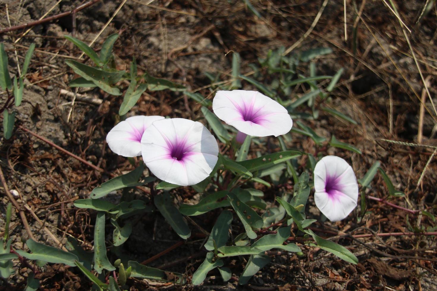 glória da manhã tailandesa ou flores de espinafre do rio florescendo no galho e as folhas estão no chão. outro nome é water morning glory, swamp morning glory, tailândia. foto