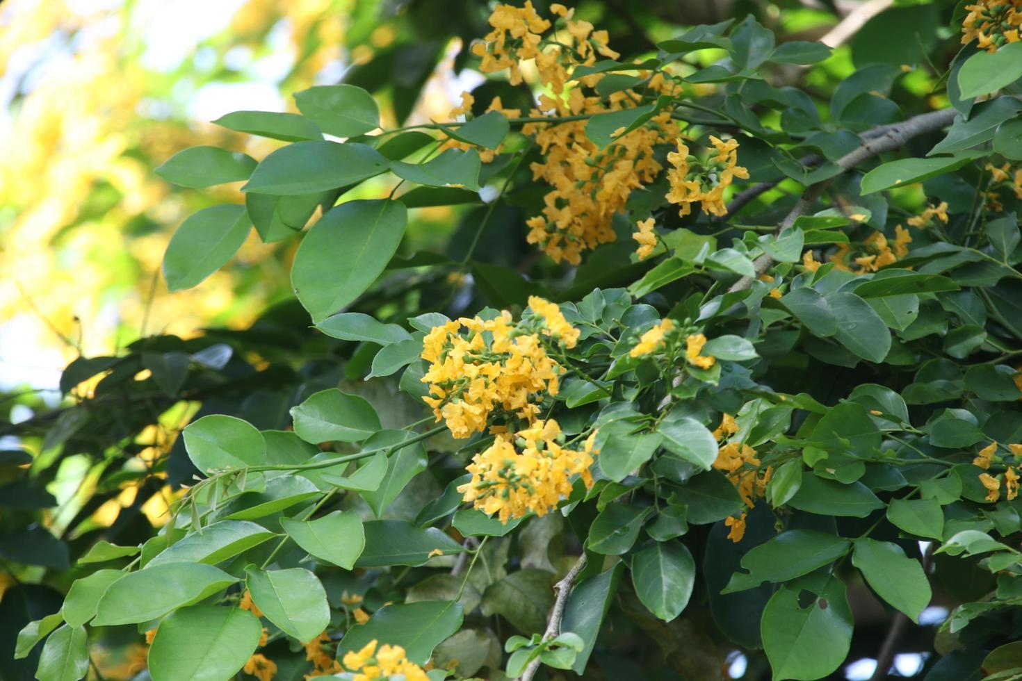 flores amarelas de ébano birmanês ou birmânia padauk no galho, tailândia. foto