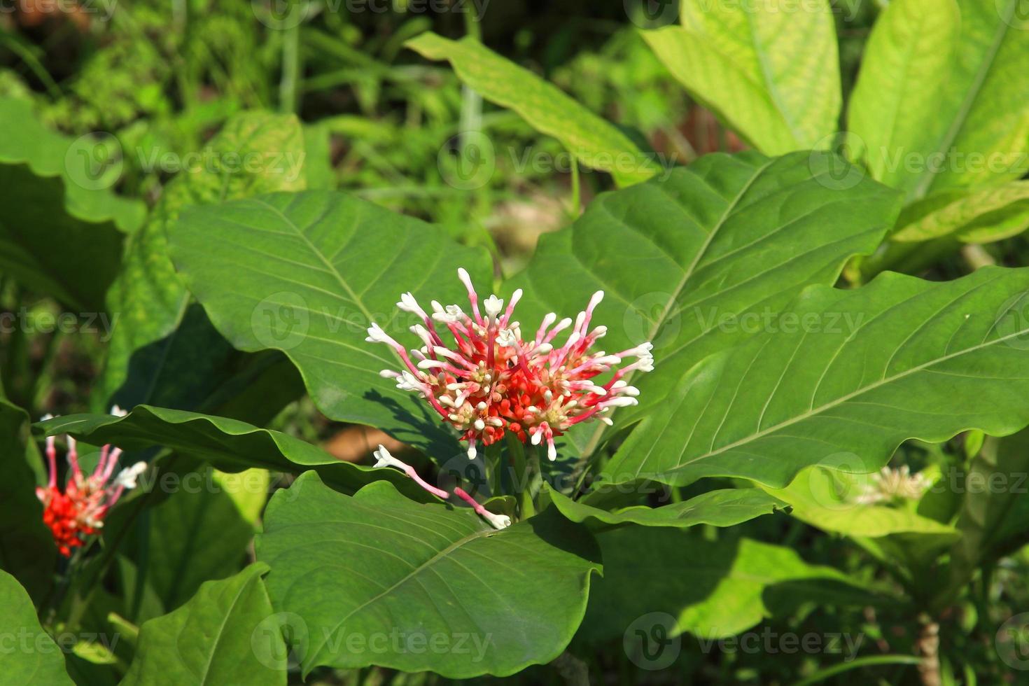 raiz de cobra indiana ou árvore rauwolfia, flor e folhas na natureza, tailândia. foto
