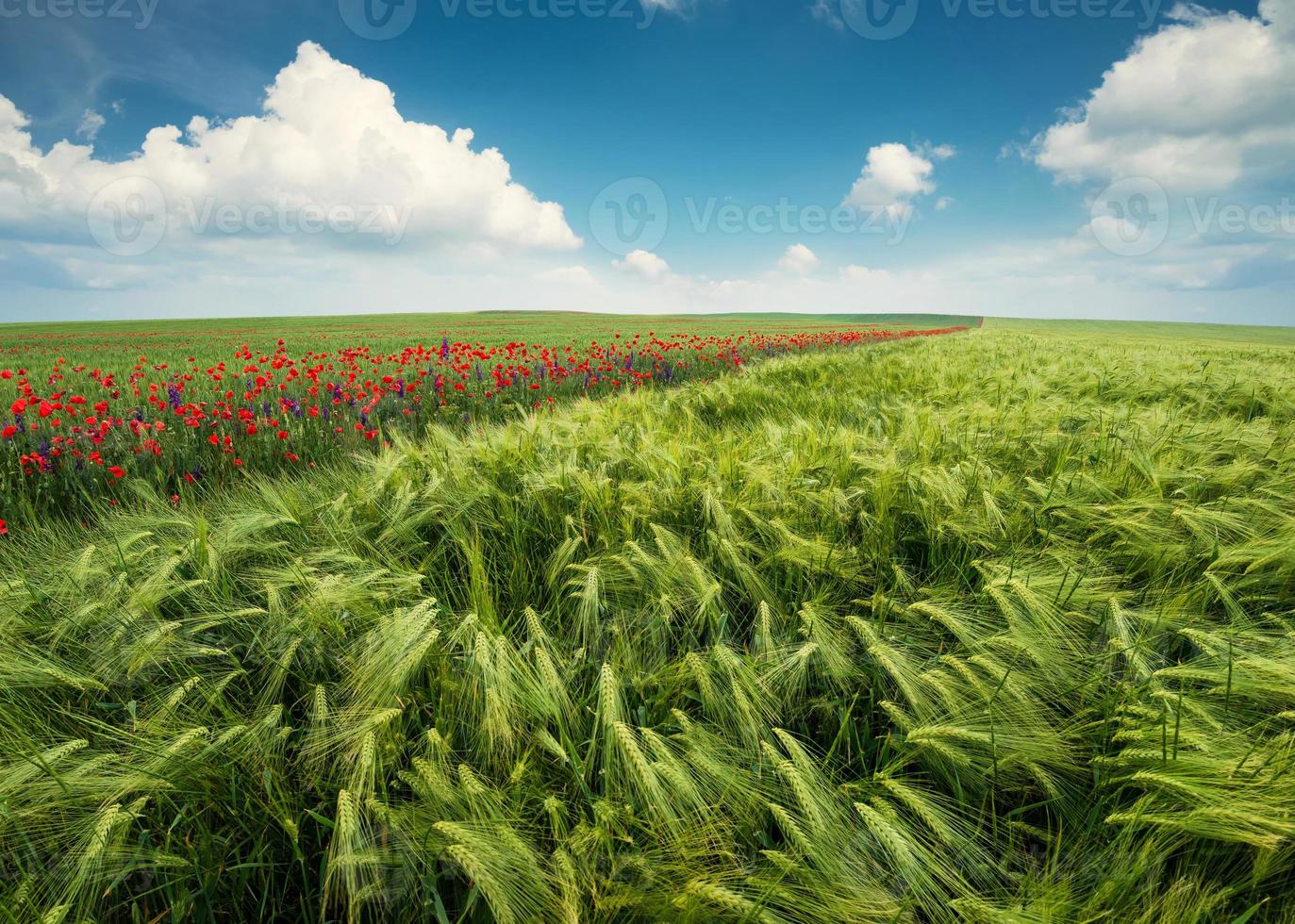 paisagem agrícola foto