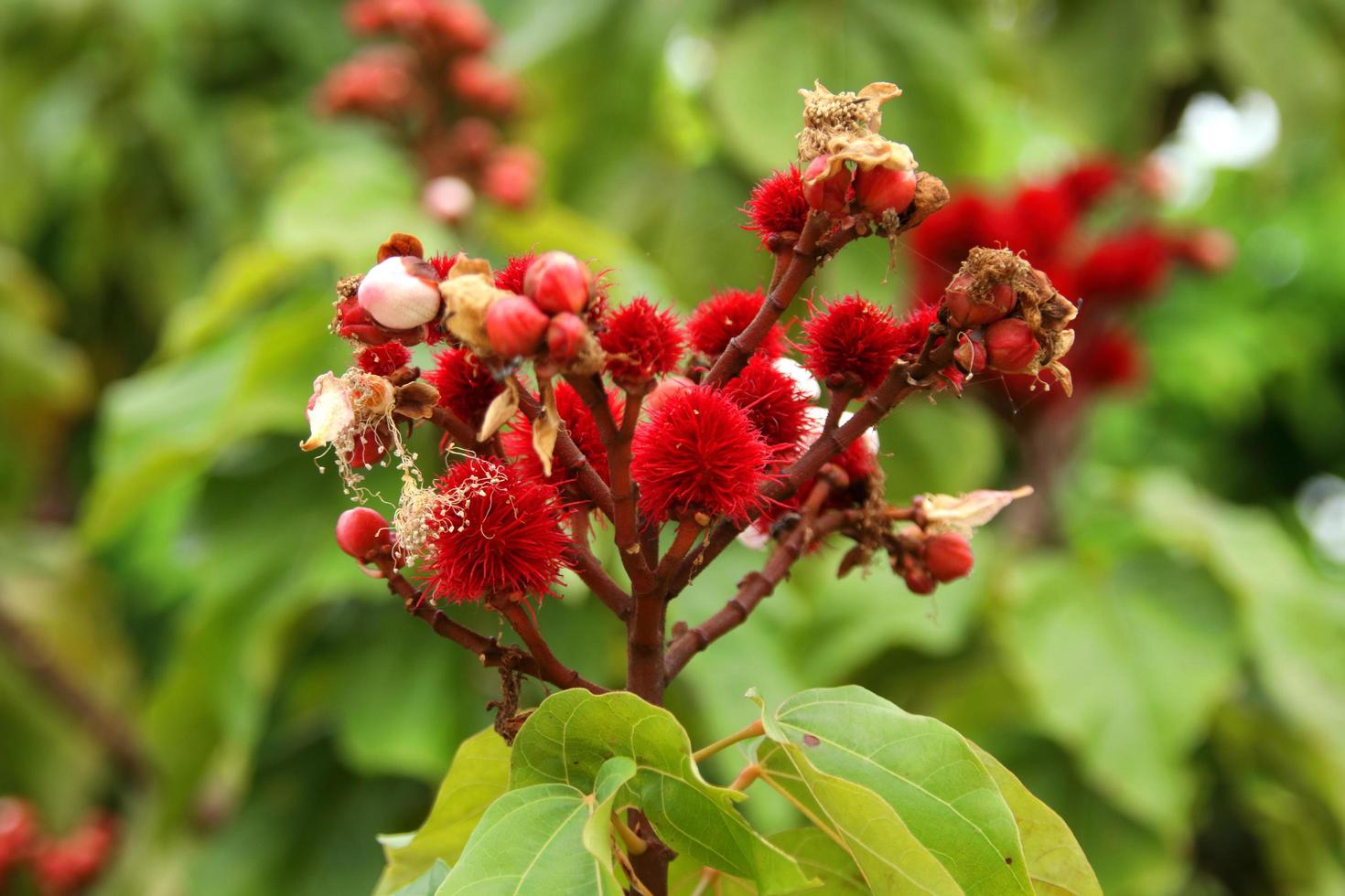 fruto jovem vermelho brilhante de achiote ou urucum no galho e desfocar o fundo. foto