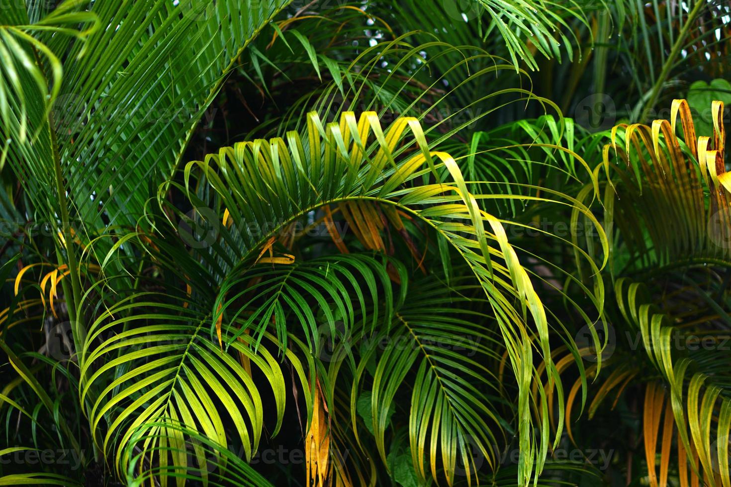 fundo de folha de bétele verde e amarelo foto