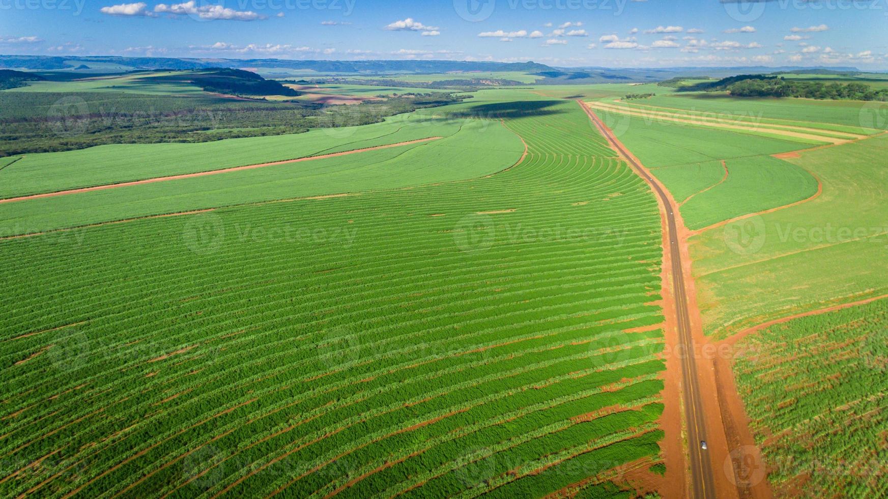 vista aérea do campo de plantação de cana-de-açúcar com luz do sol. agroindustriais. foto