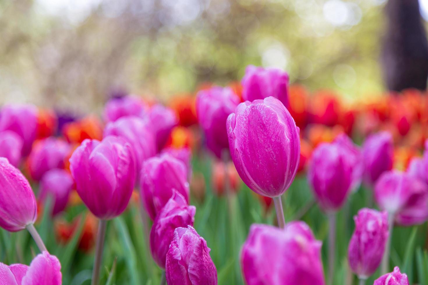 tulipa roxa no jardim. foto