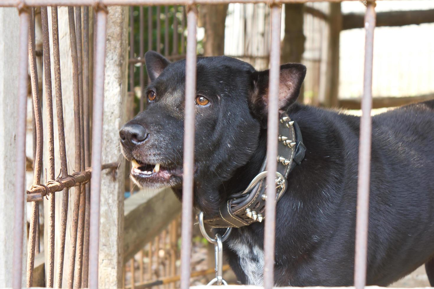 cachorro preto foi deixado na jaula. foto