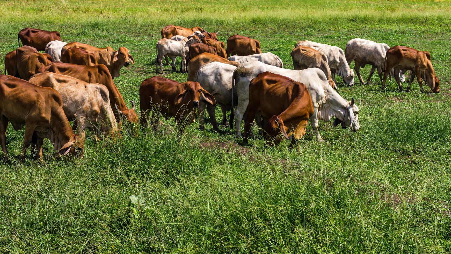 rebanhos de gado de gado pastando foto