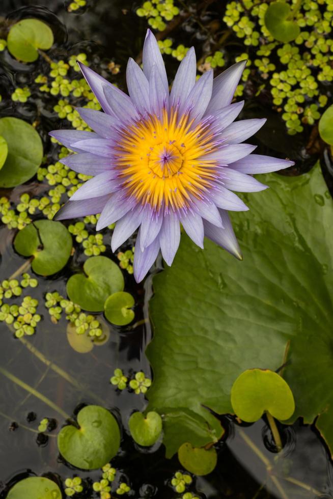 flores de lótus roxas e amarelas lindamente. foto