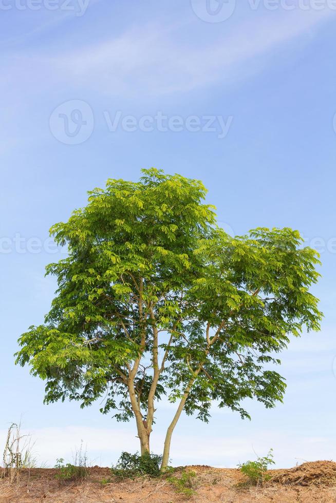 árvore solitária contra o céu foto