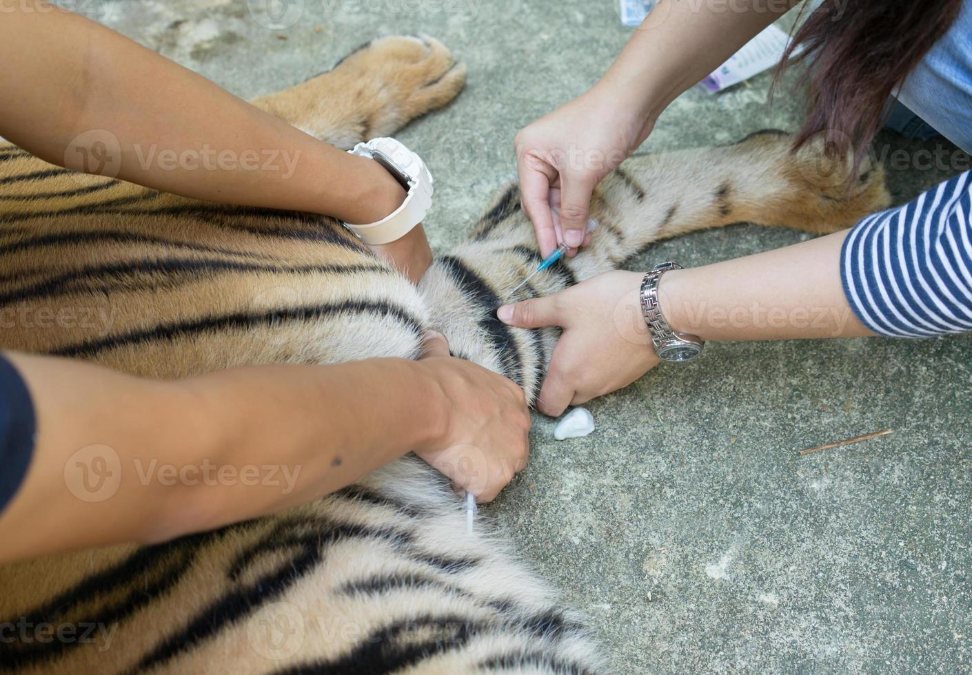 veterinário tratar o tigre foto