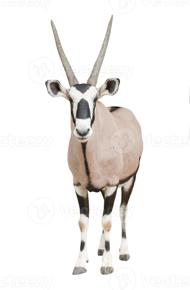 gemsbok ou órix foto