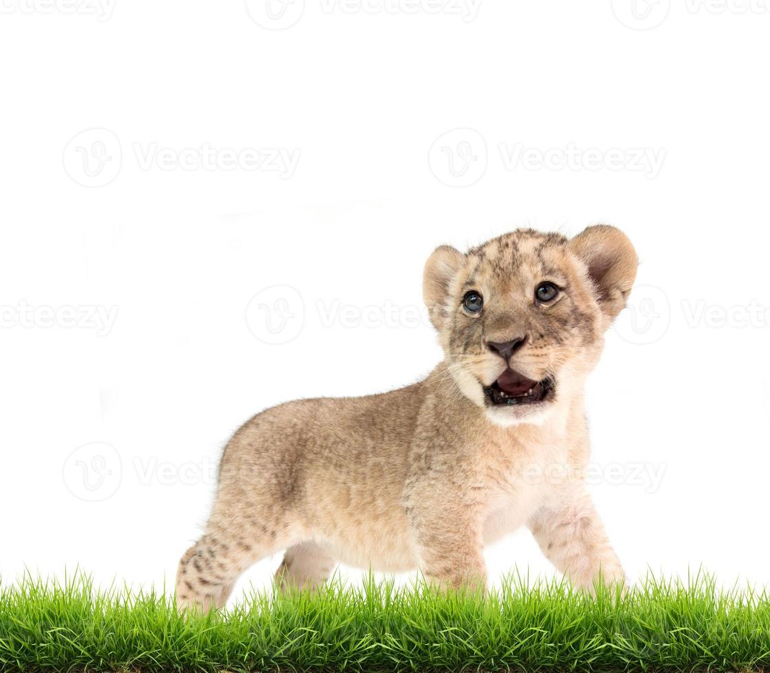 bebê leão panthera leo isolado foto
