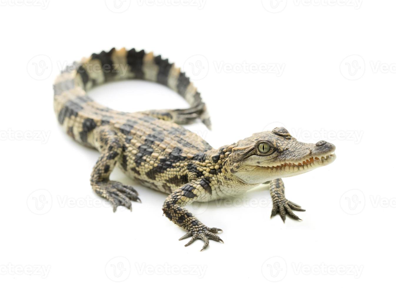 jovem crocodilo em fundo branco foto