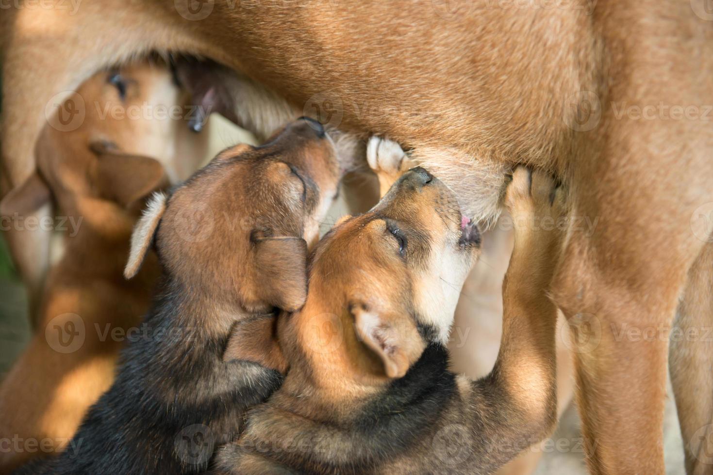 filhotes sugando leite da mãe foto