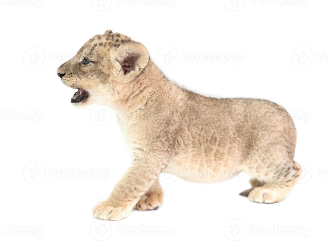 leão bebê isolado no fundo branco foto
