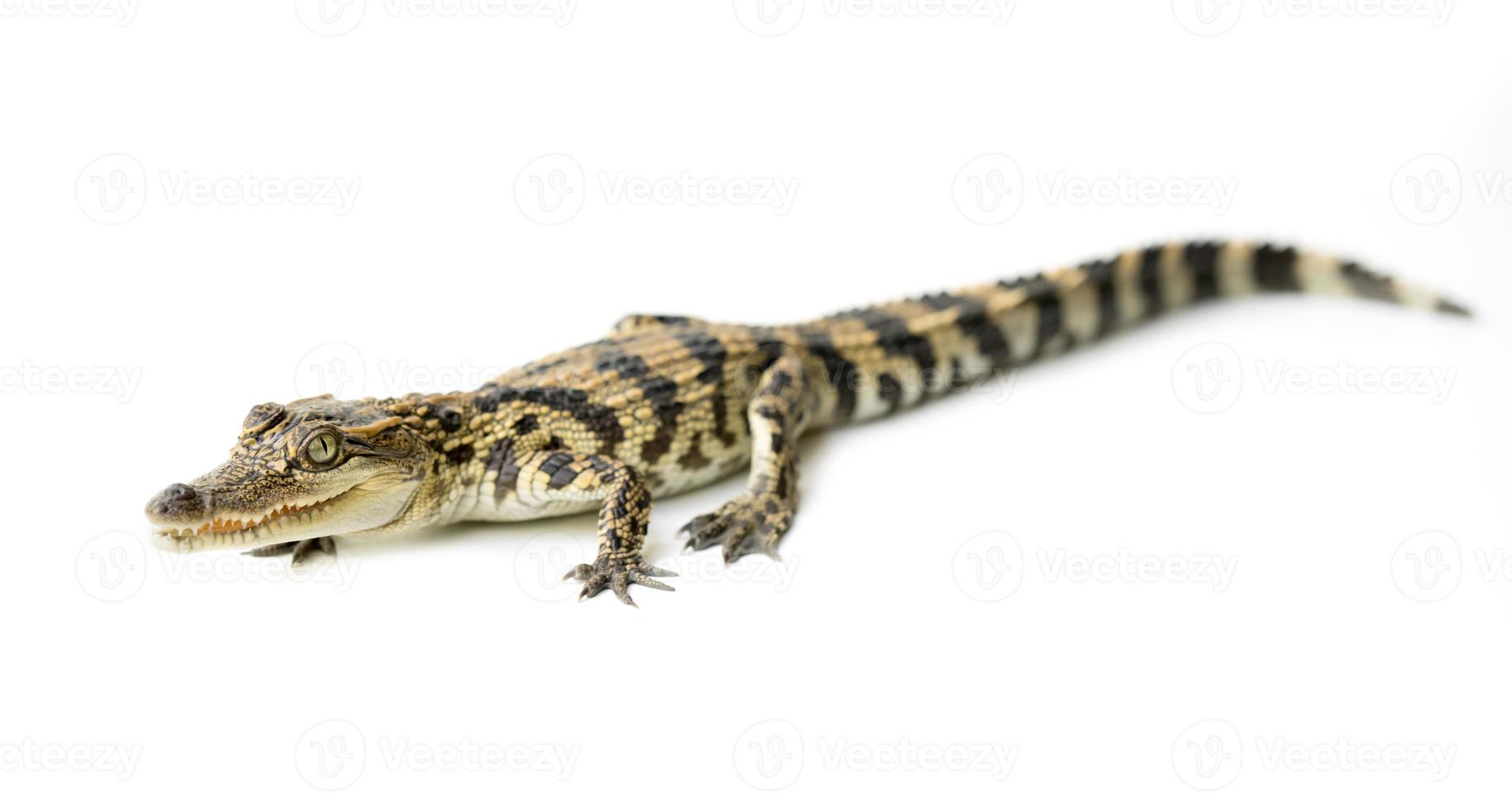 jovem crocodilo em fundo branco foto
