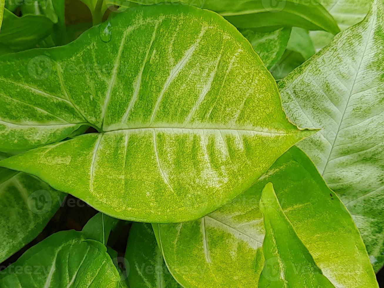 fundo em forma de folhas de flores verdes naturais foto