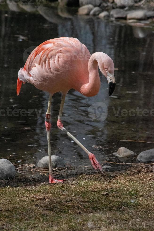 o flamingo chileno, phoenicopterus chilensis foto