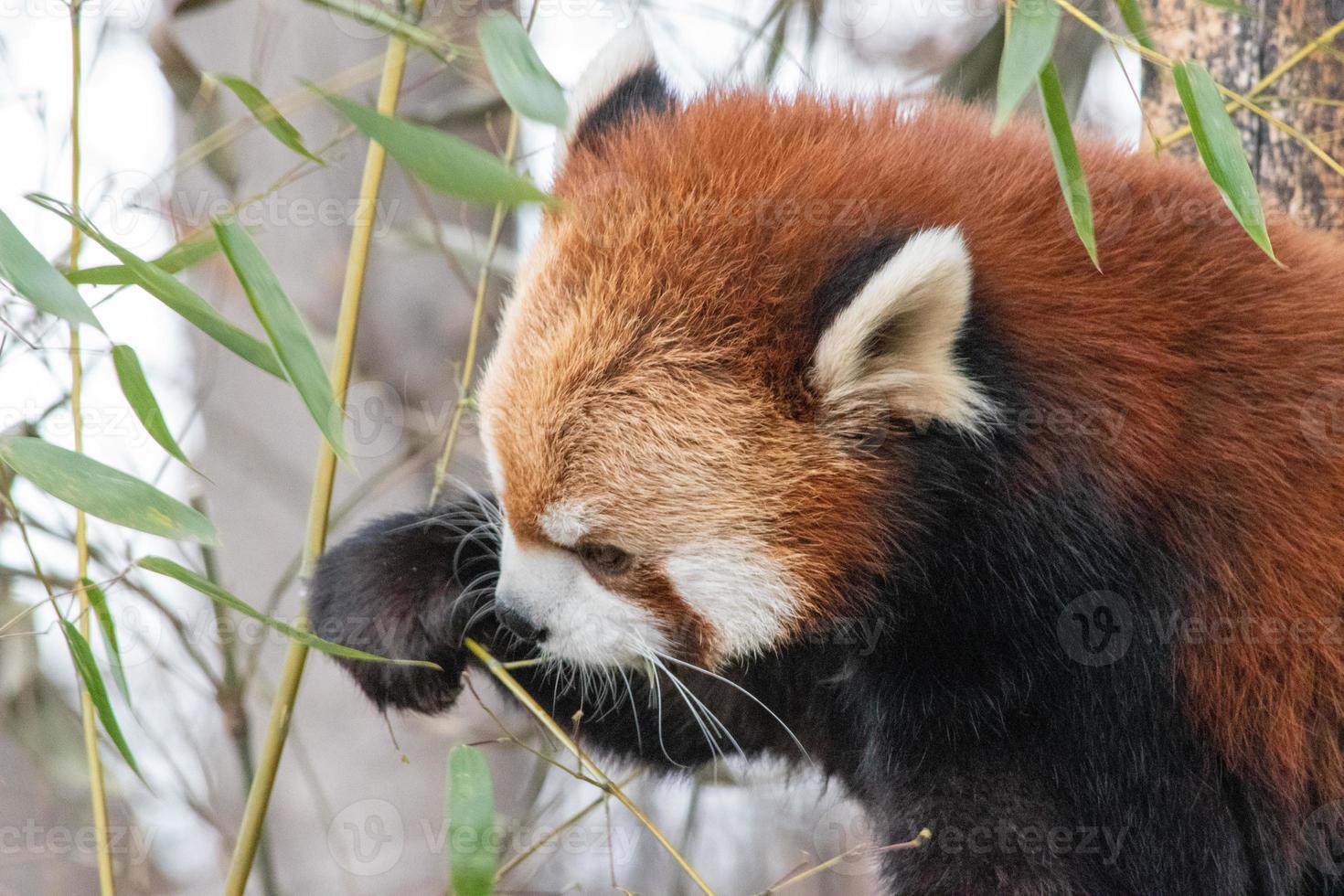 o panda vermelho, ailurus fulgens, também conhecido como o panda menor, é um pequeno mamífero nativo do Himalaia oriental e do sudoeste da China. foto