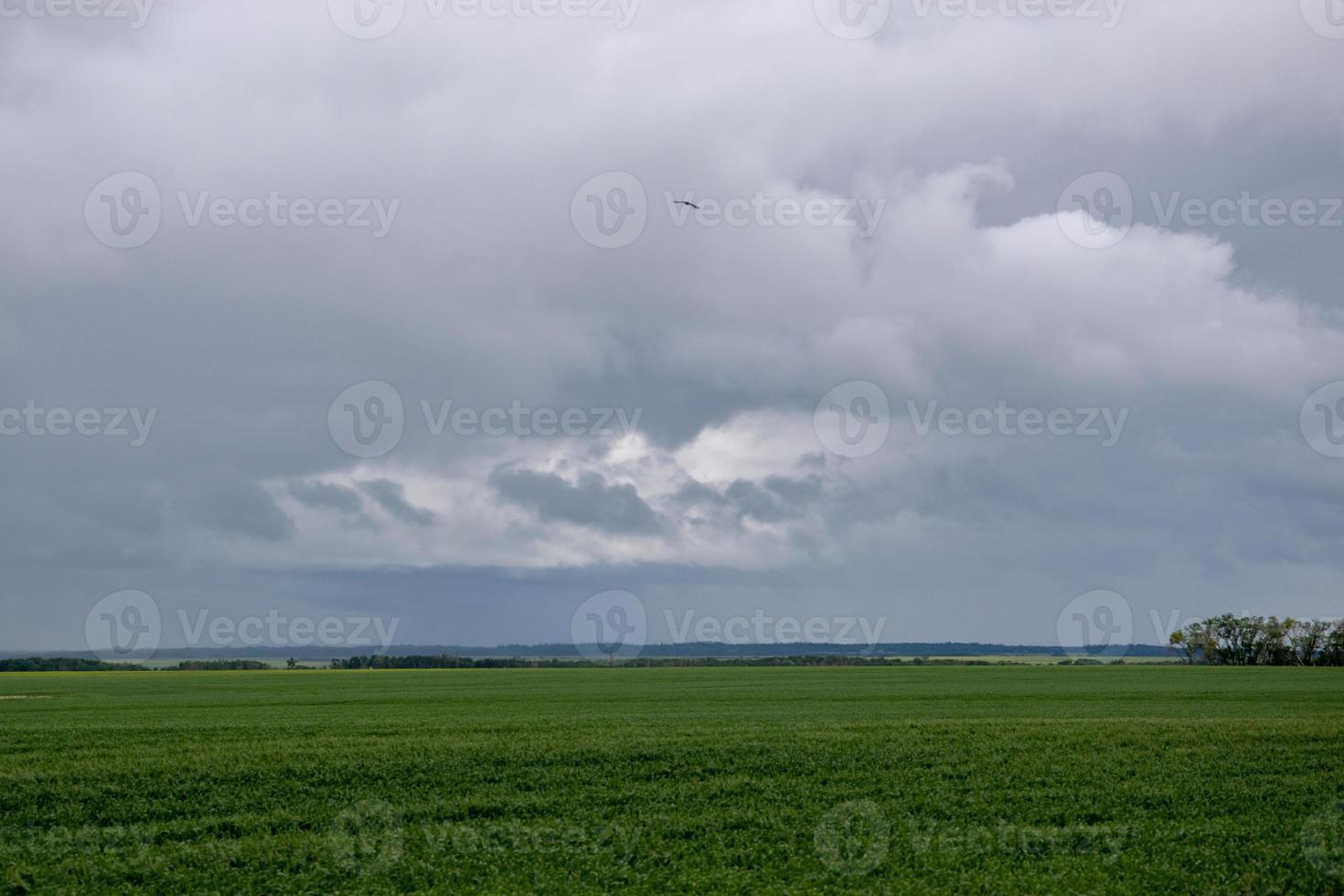 culturas de trigo sob cobertura de nuvens, saskatchewan, canadá. foto