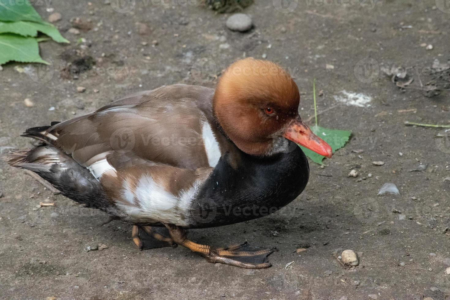 eclipse macho de crista vermelha, netta rufina, é um pato de mergulho encontrado em lagos e reservatórios maiores na europa e na ásia. foto