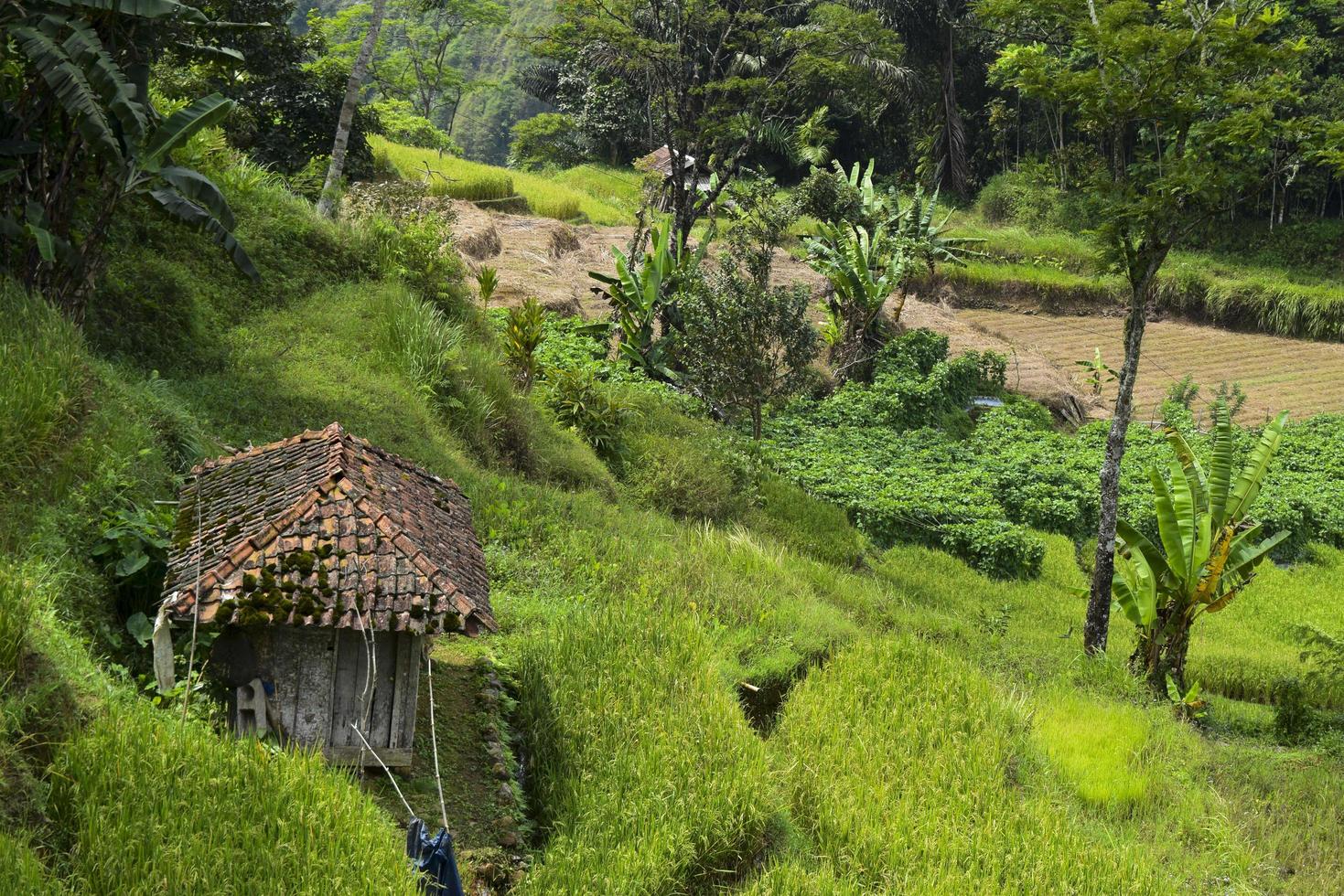 belos jardins de arroz verde na indonésia foto