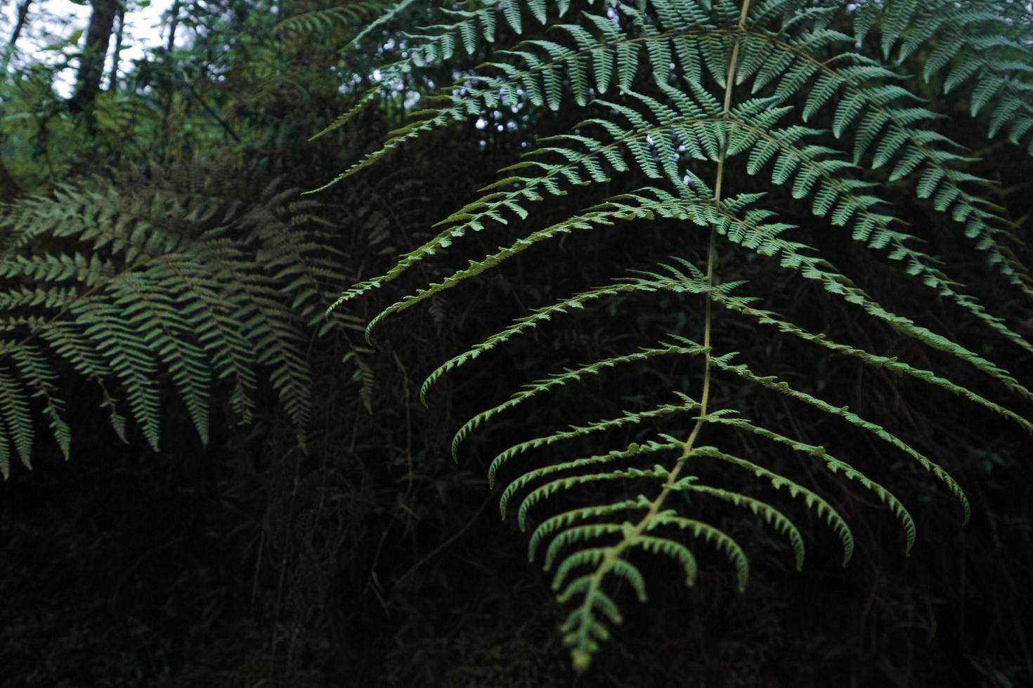 planta da floresta tropical foto