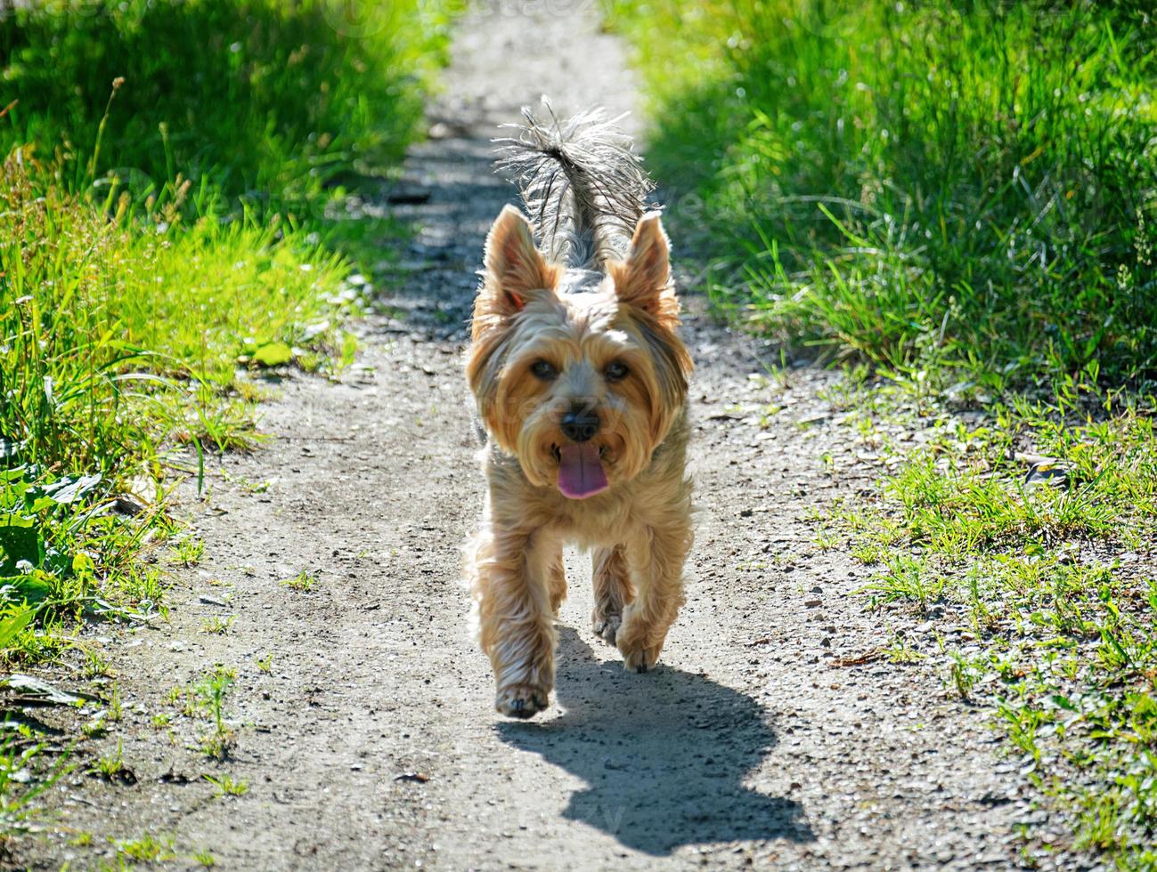 fotos fofas de yorkshire terrier ao ar livre na natureza em um dia ensolarado.