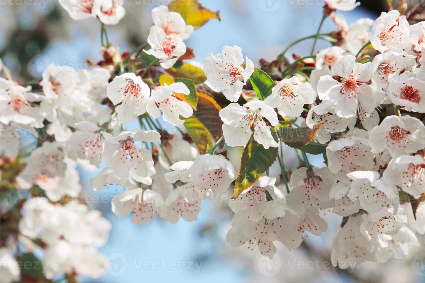 bela vista da natureza das árvores floridas da primavera no fundo desfocado. foto