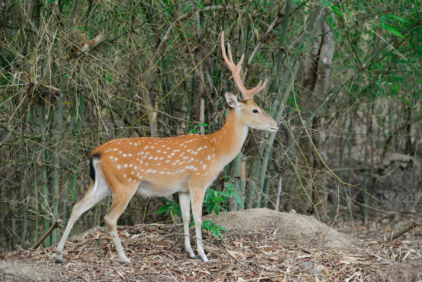 veado sika na floresta foto