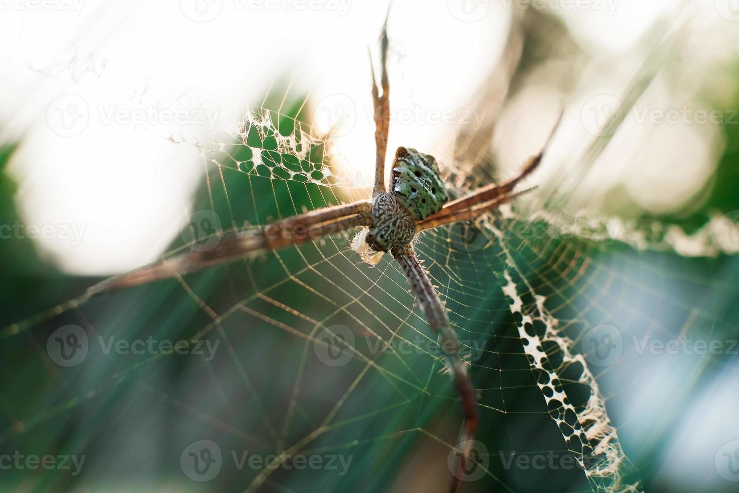 close-up tiro macro de aranha. foco suave. foco seletivo foto