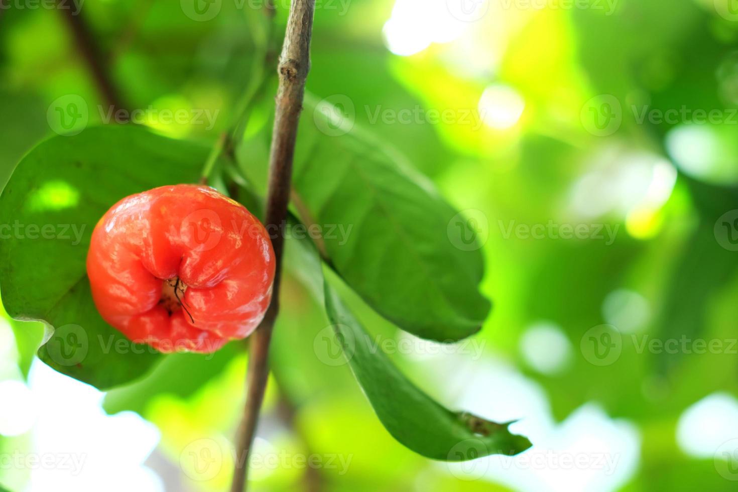 goiaba de água doce vermelha doce na árvore foto