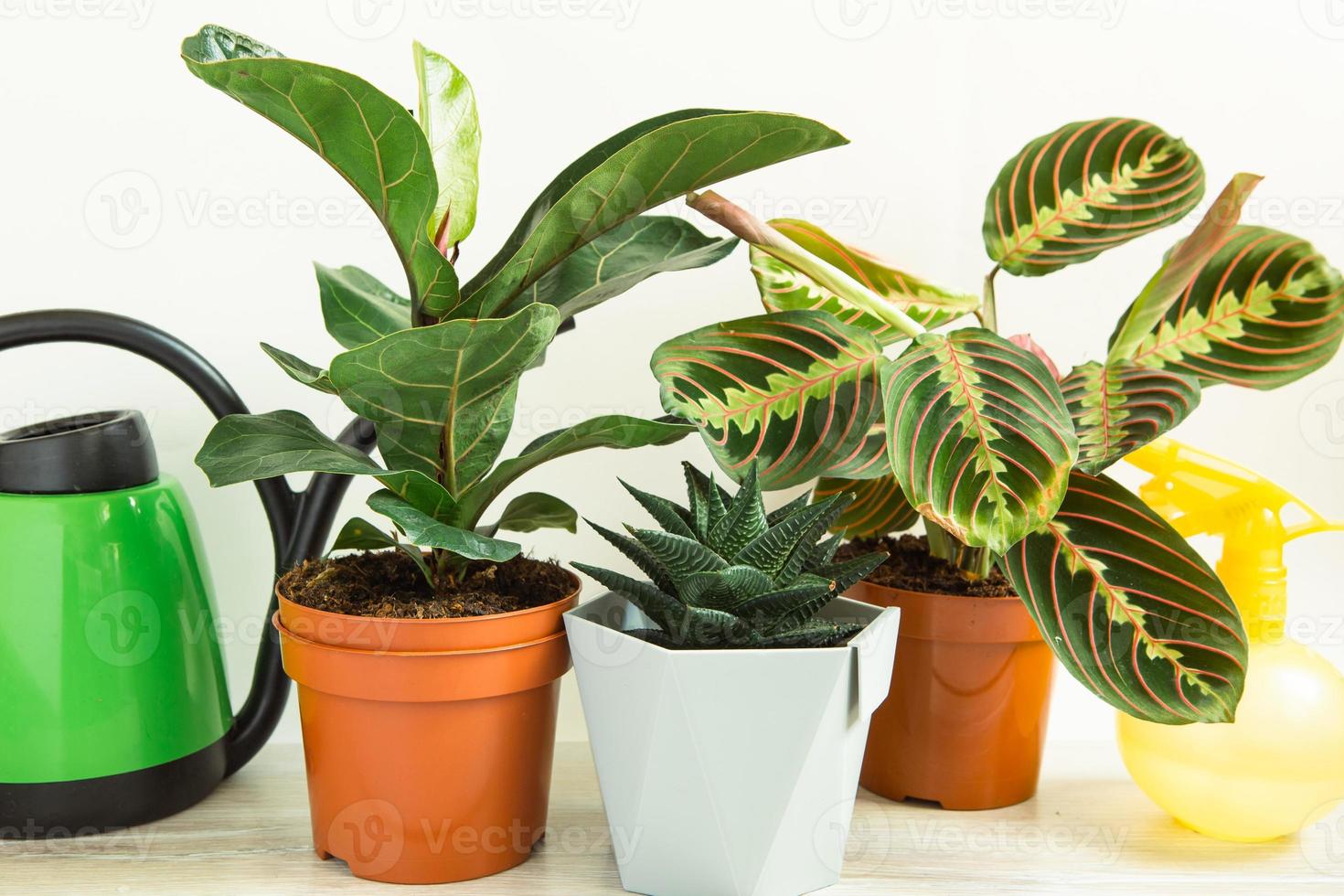 um grupo de plantas populares em vasos calathea, maranta, marantaceae, haworthia, ficus lirata, benjamin, echeveria. cultivo de plantas em vasos, decoração verde, cuidado e cultivo foto