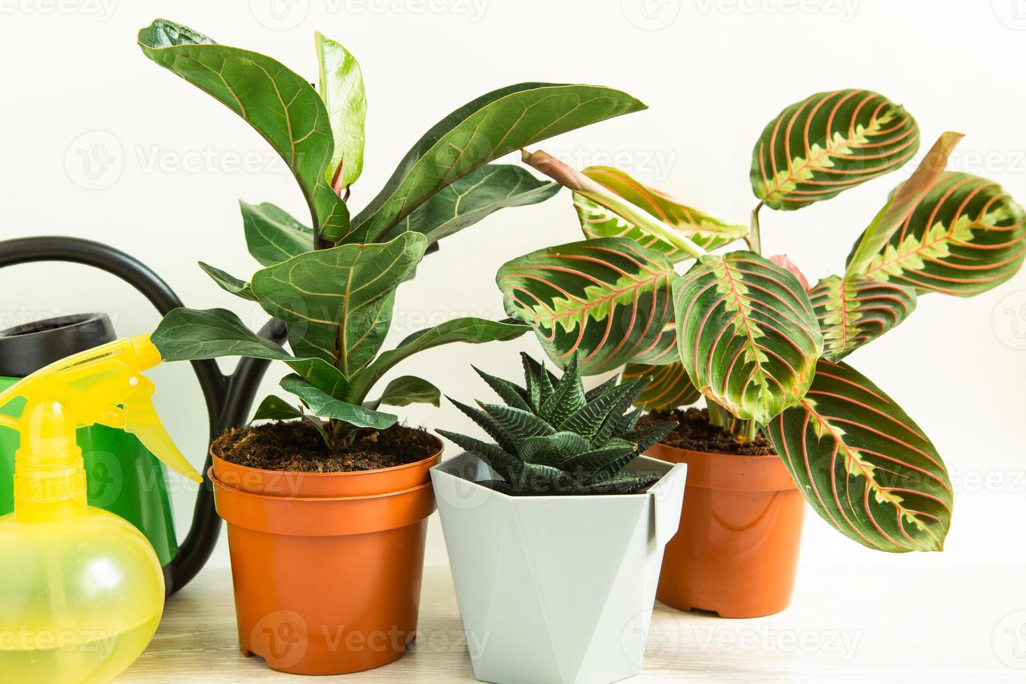 um grupo de plantas populares em vasos calathea, maranta, marantaceae, haworthia, ficus lirata, benjamin, echeveria. cultivo de plantas em vasos, decoração verde, cuidado e cultivo foto