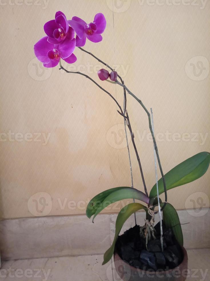 foto de plantas ornamentais de flor de orquídea roxa