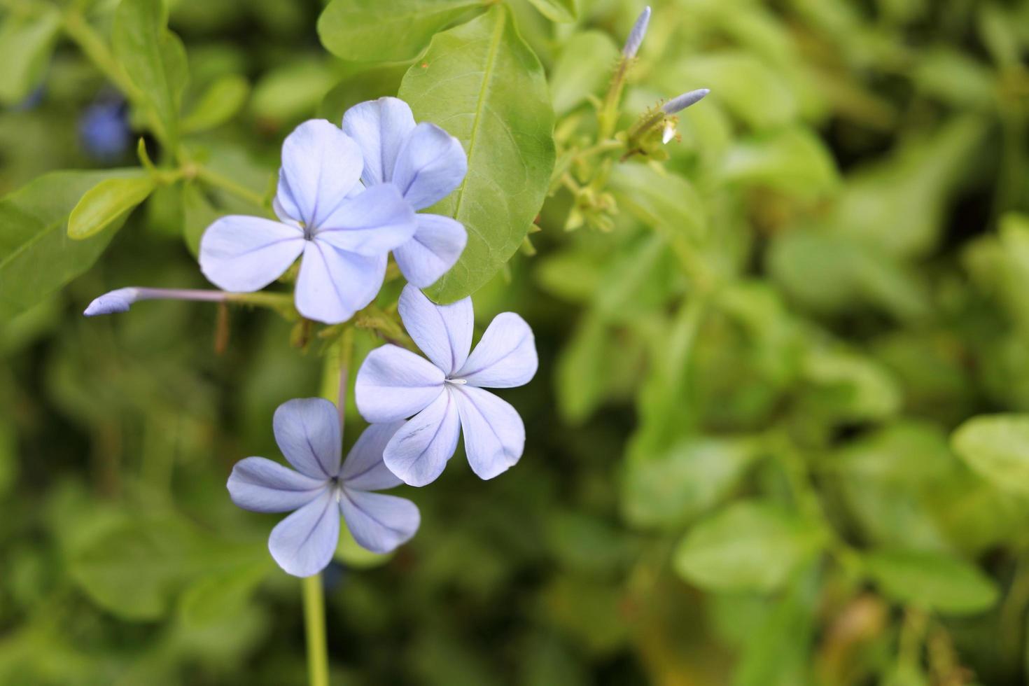 flor azul-clara de chumbo-do-cabo ou plumbago branco florescendo no galho e desfocando o fundo das folhas verdes-claras. foto