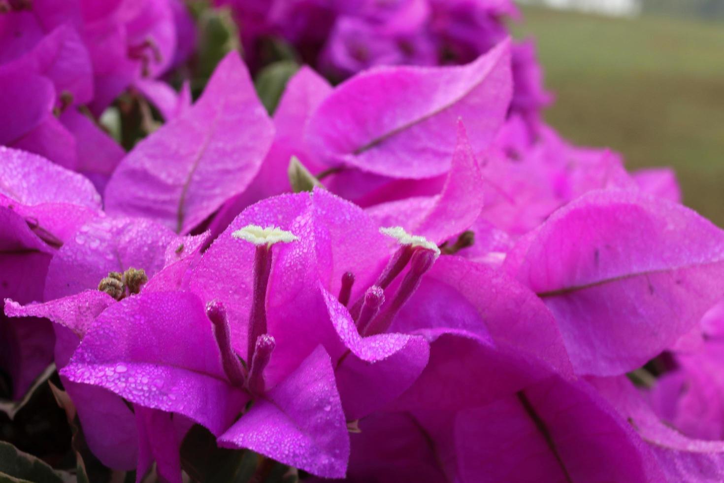 flores de buganvílias roxas claras ou flor de papel. gotas estão na pétala da flor. foto