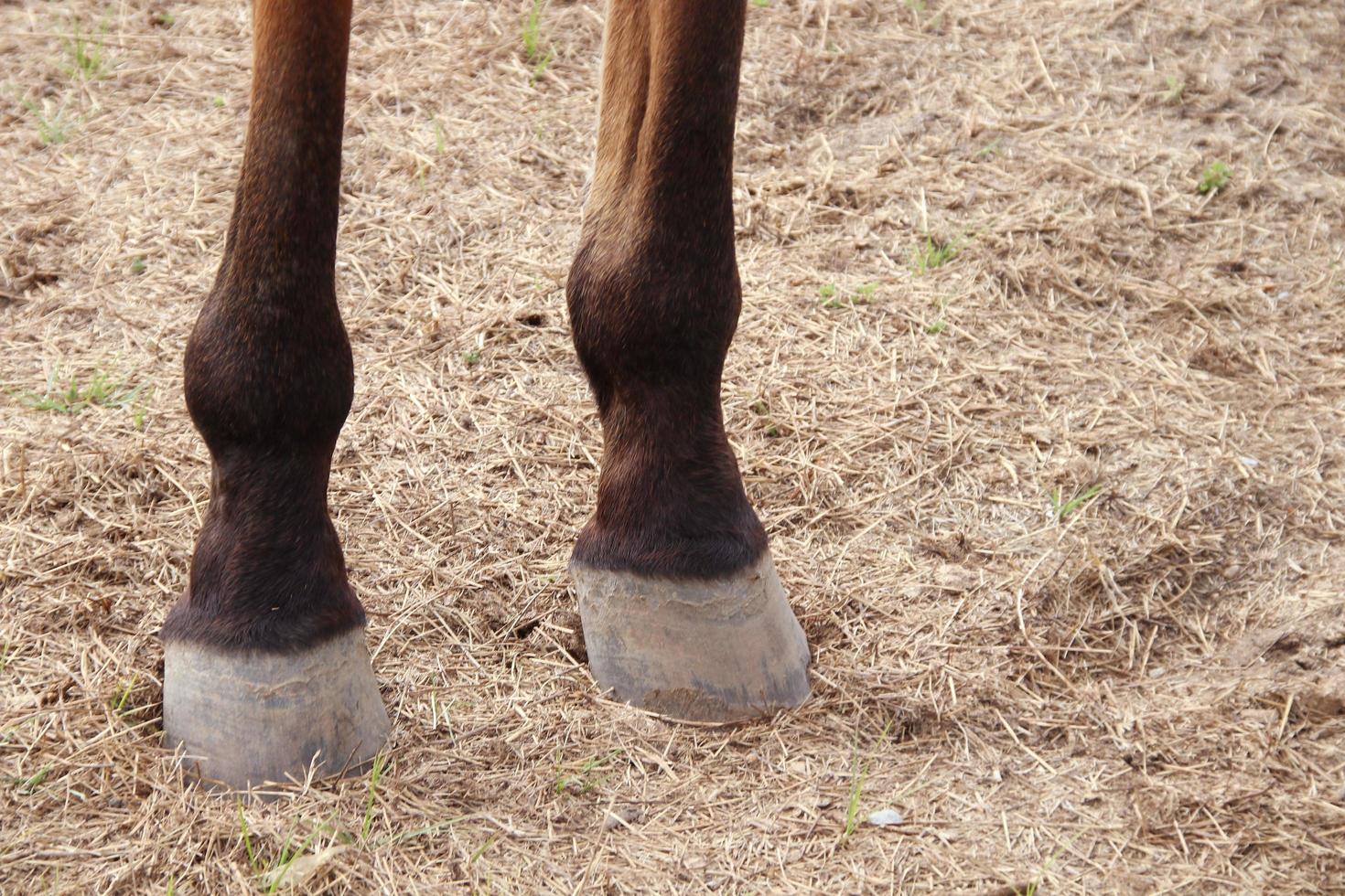 patas traseiras e pés de cavalo castanho e solo castanho claro. foto