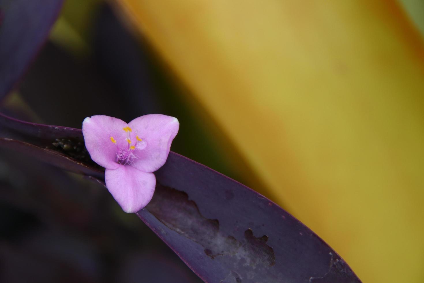 flor da planta de coração roxo e fundo desfocado amarelo. A planta do coração roxo tem uma pequena flor roxa clara e a forma é parecida com o coração. foto