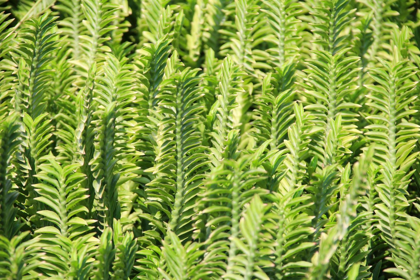 ramos e folhas verdes de muehlenbeckia platyclada, tailândia. foto