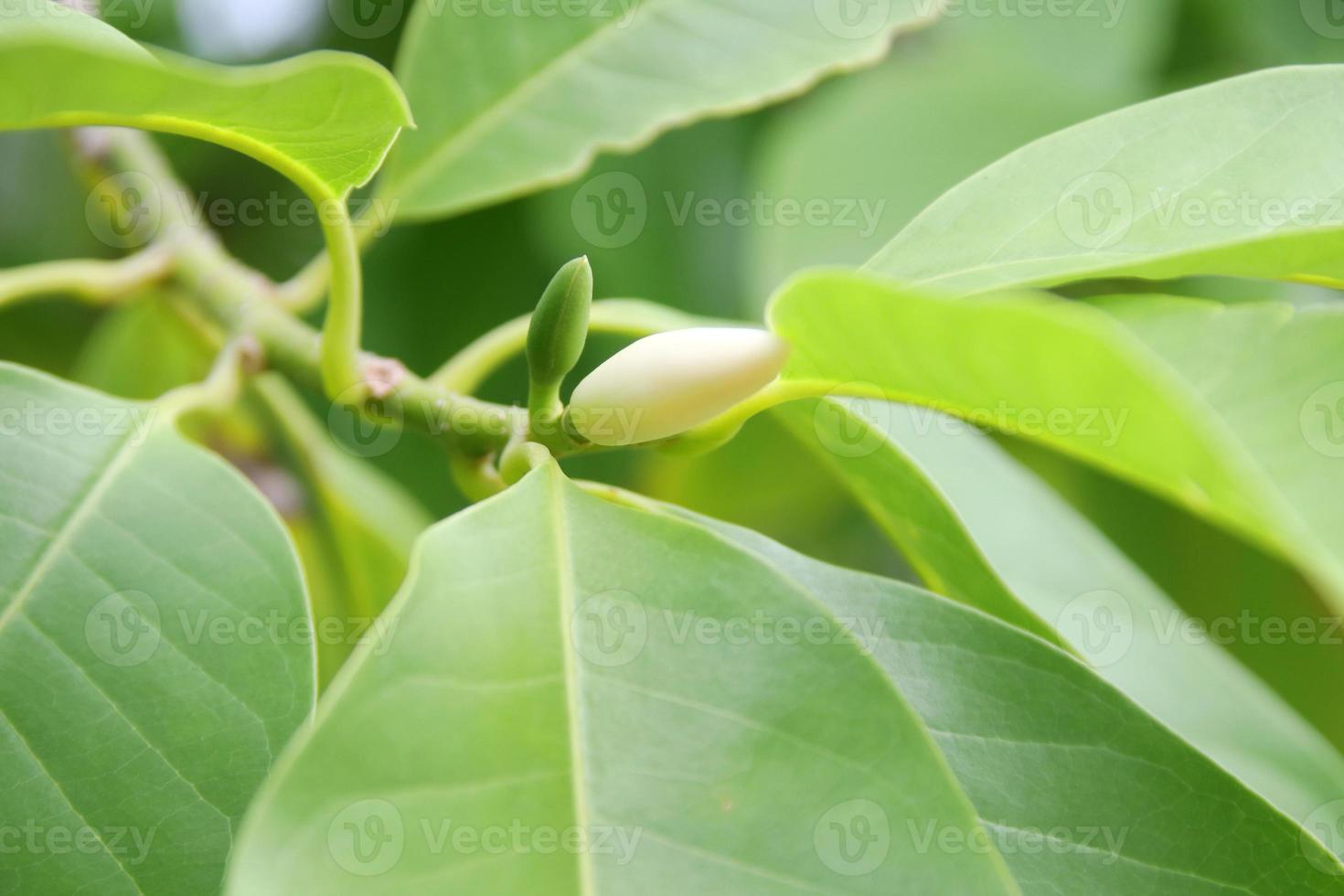 broto amarelo claro de champaka branco no galho e folhas verdes, tailândia. outro nome é sândalo branco ou orquídea de jade branco, tailândia. foto