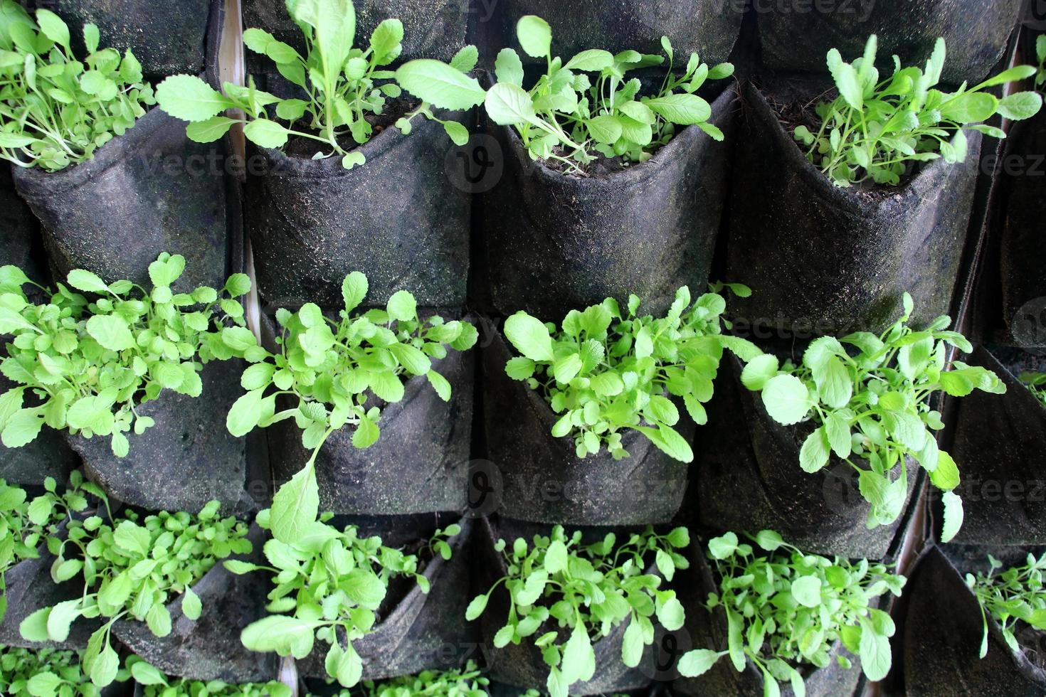 brotos de falso pakchoi ou mock pakchoi em saco preto, sacos estão pendurados em linha, tailândia. plantio vertical de hortaliças. foto