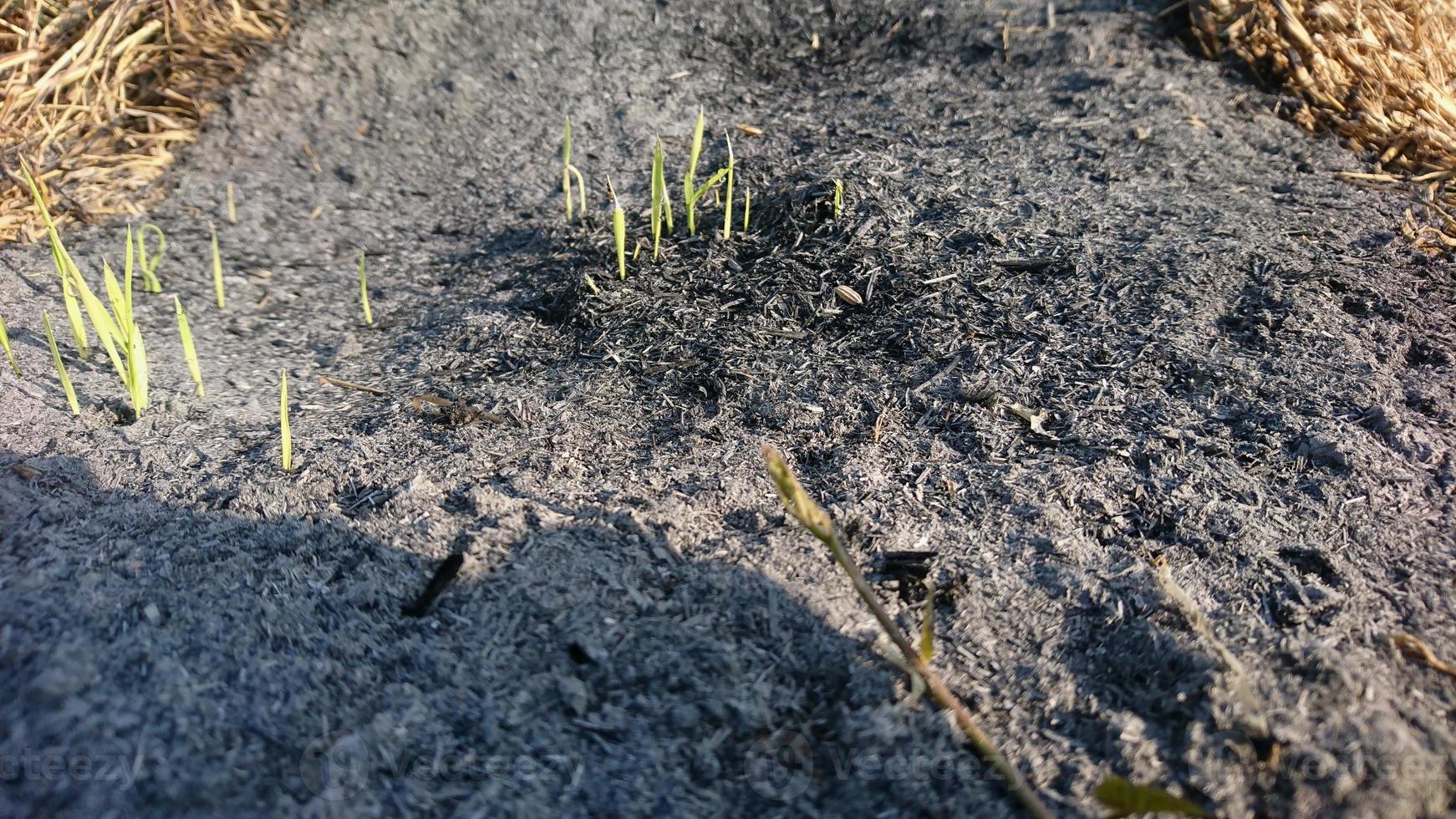 cinzas de palha queimada coberta de grama, foco seletivo foto