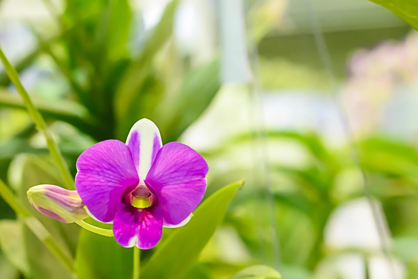 orchidaceae é uma família diversa e difundida de plantas com flores, com flores que são muitas vezes coloridas e muitas vezes perfumadas. foto