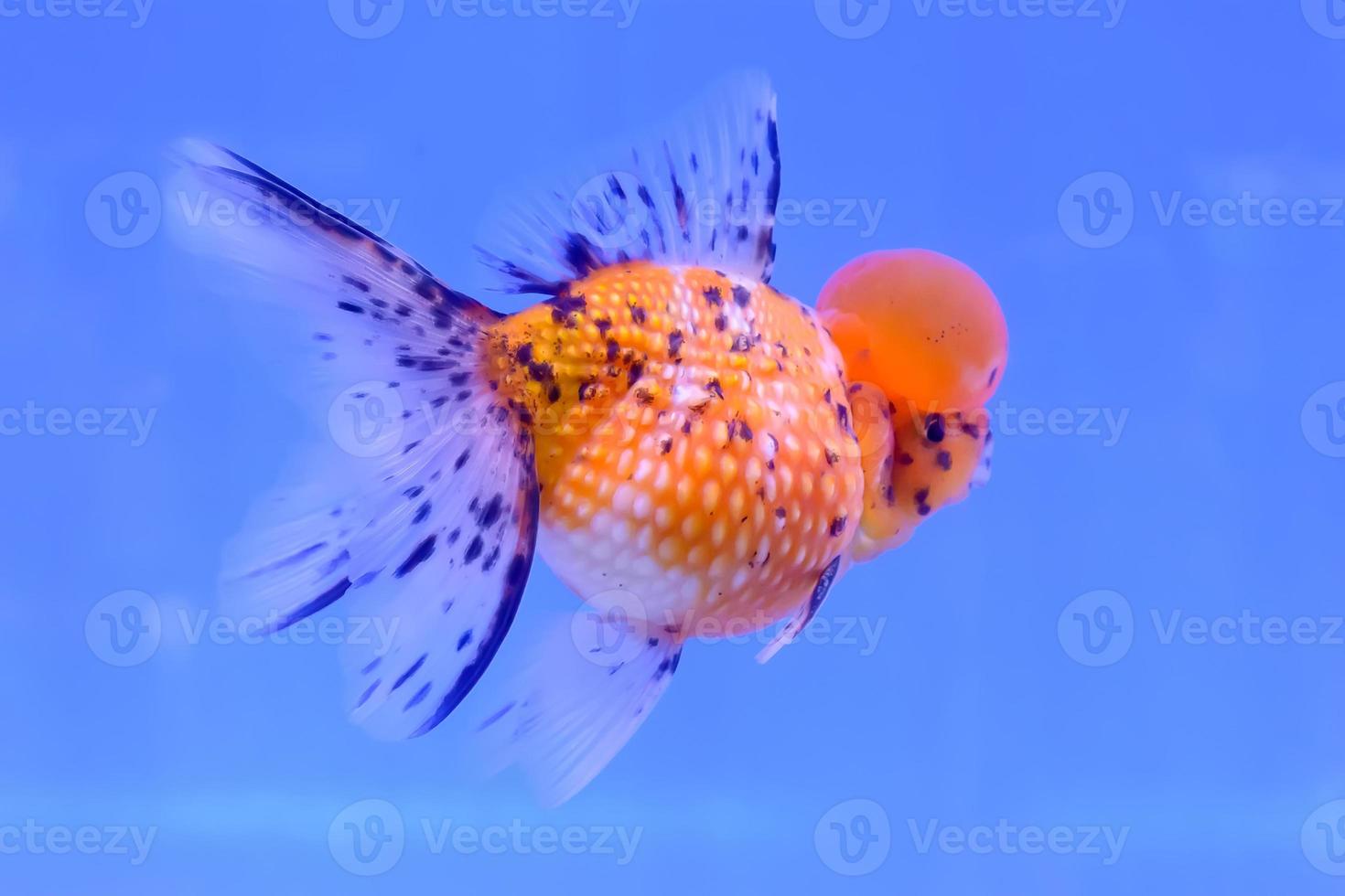 peixinho dourado isolado no gabinete foto