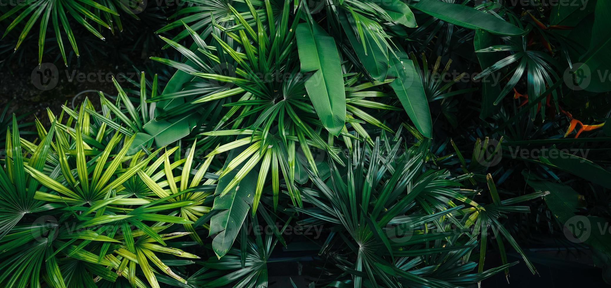 fundo de folhas e árvores tropicais foto