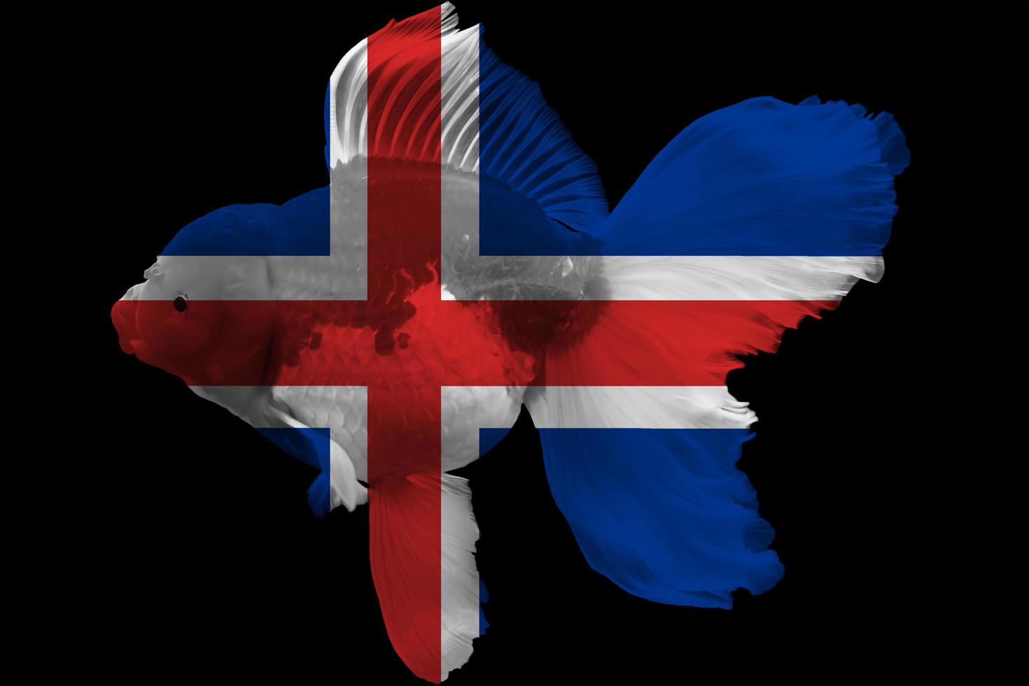 bandeira da islândia em peixinho dourado foto