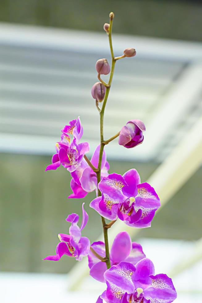 orchidaceae é uma família diversa e difundida de plantas com flores, com flores que são muitas vezes coloridas e muitas vezes perfumadas. foto