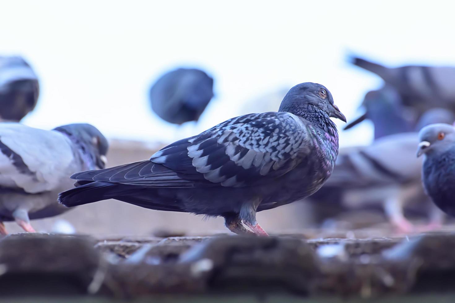 o pombo em telhas na natureza foto